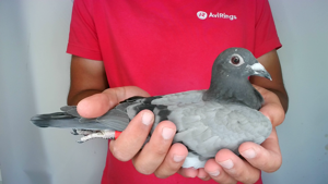 Pigeon image