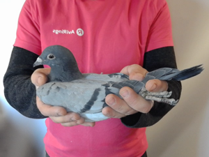 Pigeon image