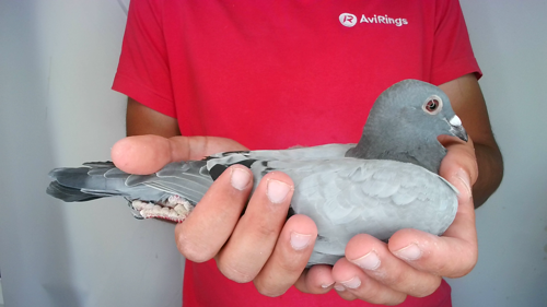 Pigeon image