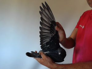 Pigeon image