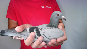 Pigeon image