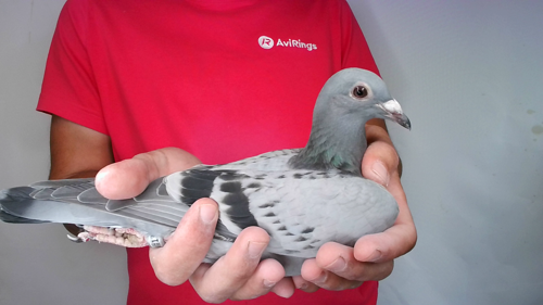 Pigeon image
