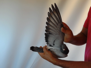 Pigeon image