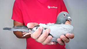 Pigeon image
