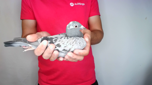 Pigeon image