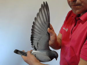 Pigeon image