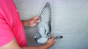 Pigeon image