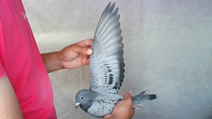 Pigeon image