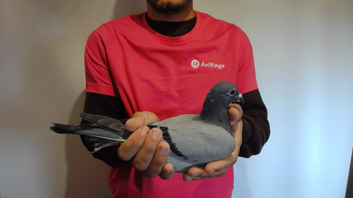 Pigeon image