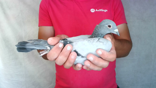 Pigeon image