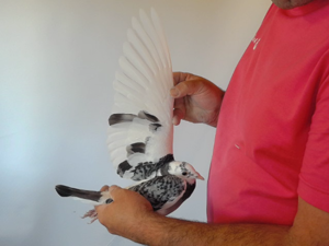 Pigeon image