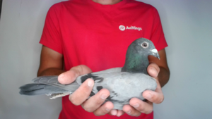 Pigeon image