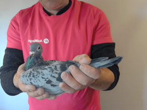 Pigeon image