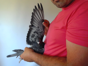 Pigeon image