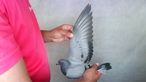 Pigeon image