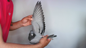 Pigeon image