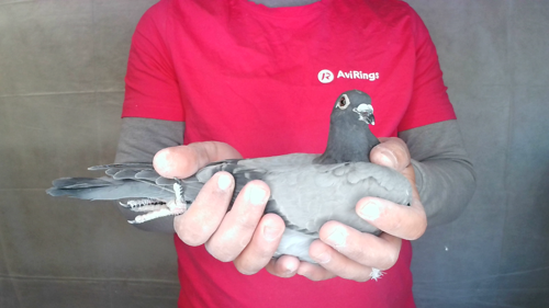 Pigeon image