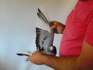Pigeon image