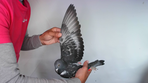 Pigeon image