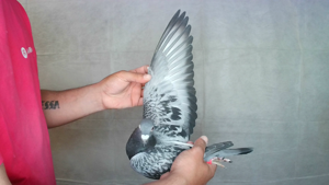 Pigeon image