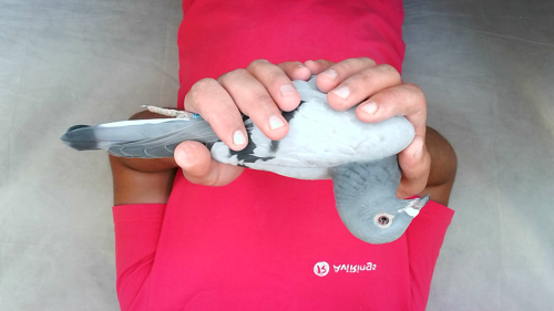 Pigeon image