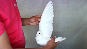 Pigeon image