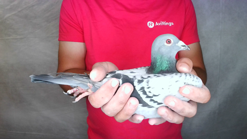 Pigeon image