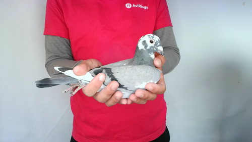 Pigeon image