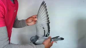 Pigeon image