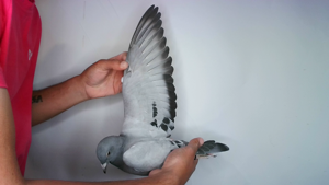 Pigeon image