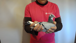 Pigeon image