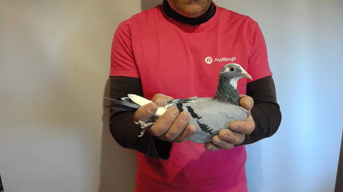 Pigeon image