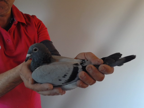 Pigeon image