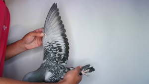 Pigeon image