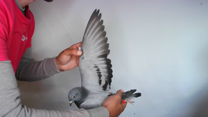 Pigeon image