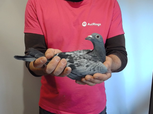 Pigeon image