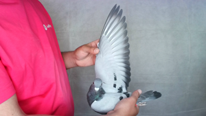 Pigeon image