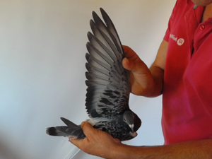 Pigeon image