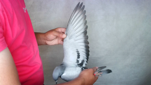 Pigeon image