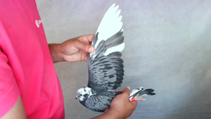 Pigeon image