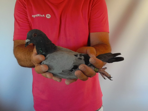 Pigeon image