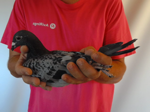 Pigeon image