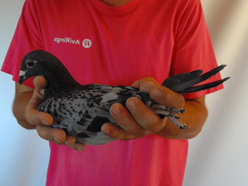 Pigeon image