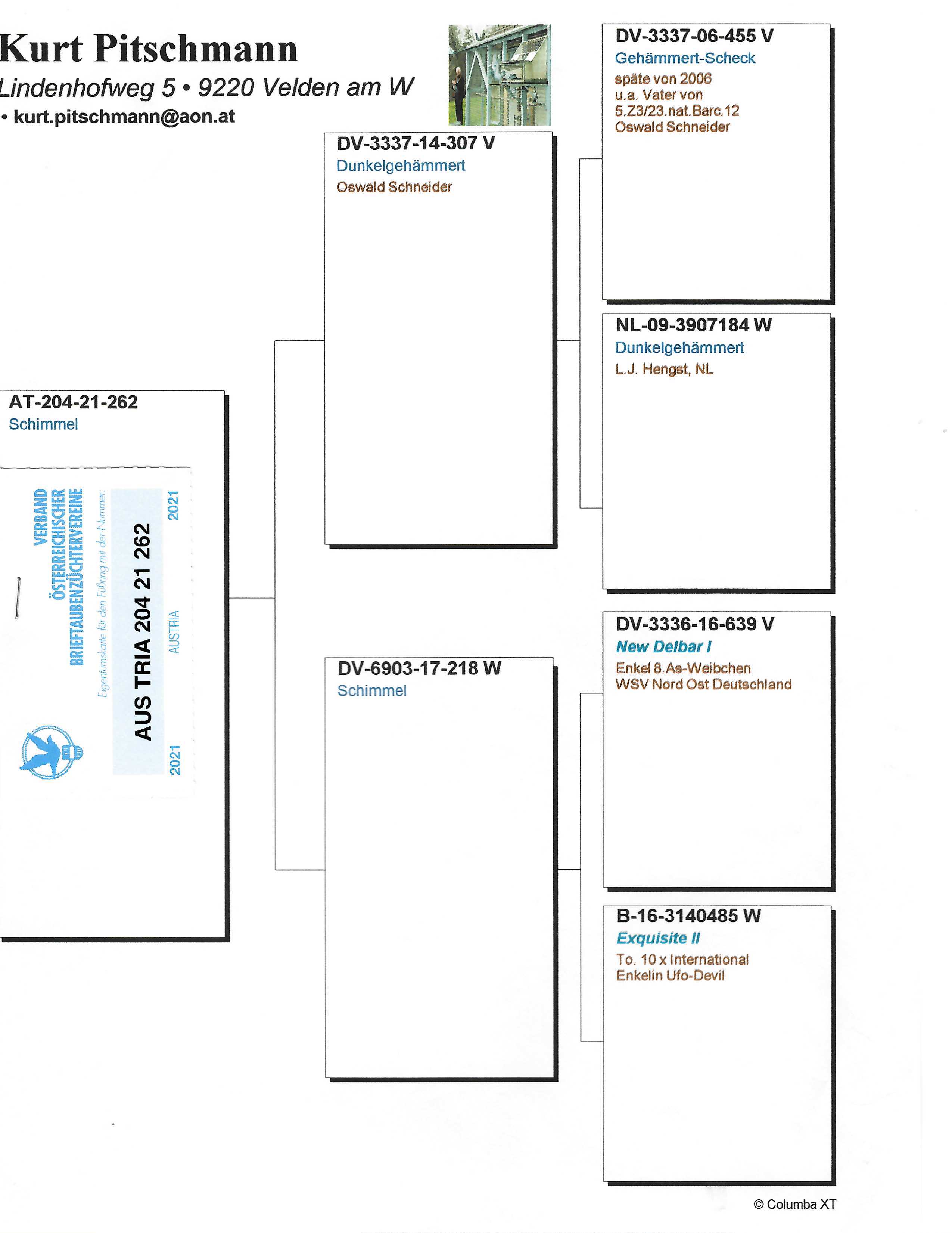 Pigeon pedigree image