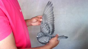 Pigeon image
