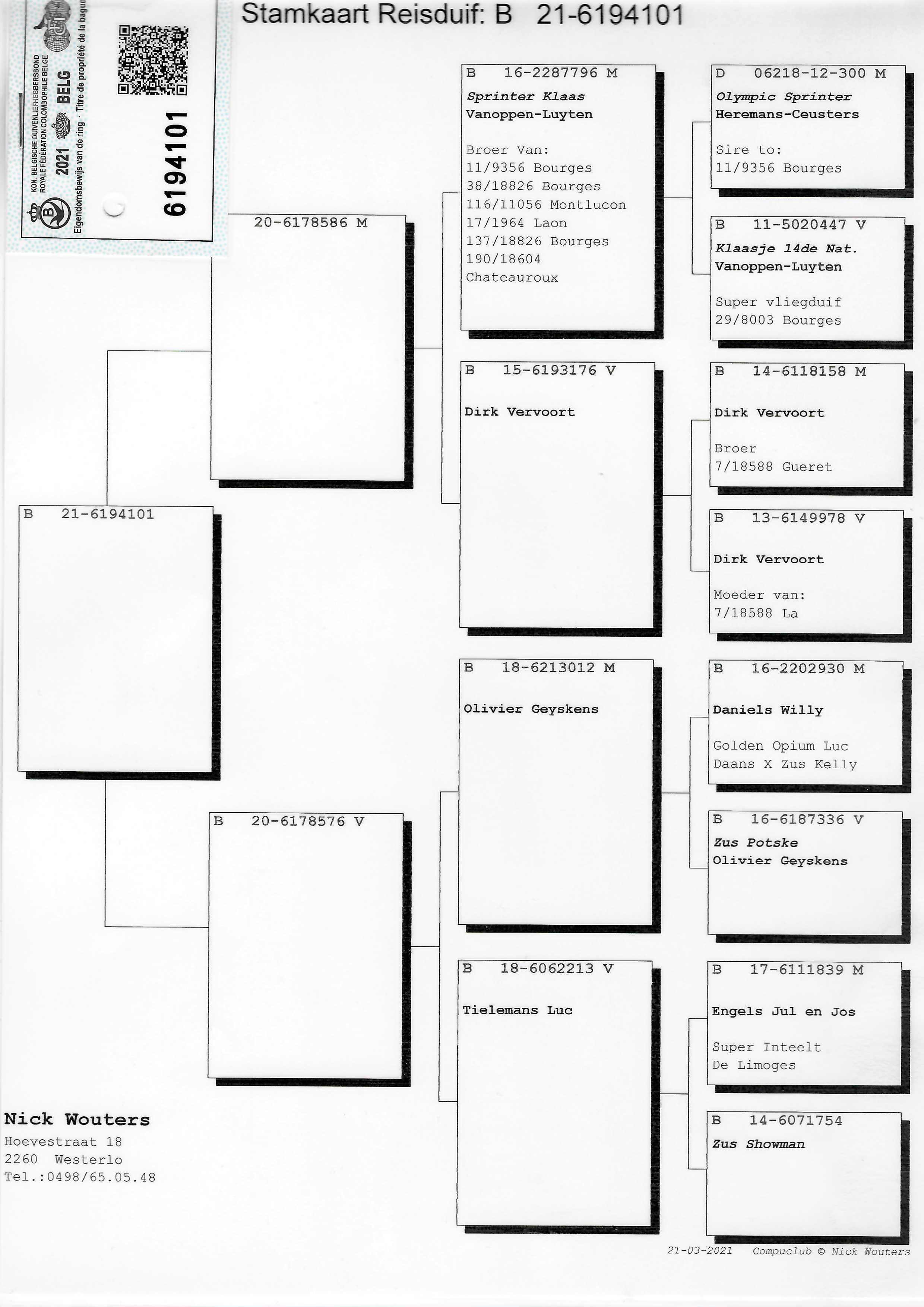 Pigeon pedigree image