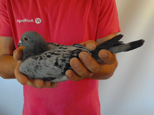 Pigeon image