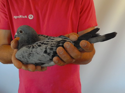 Pigeon image