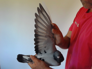 Pigeon image
