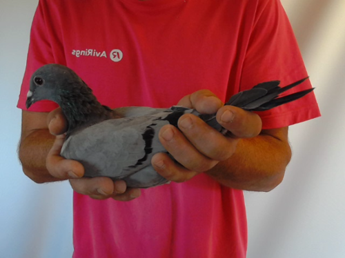 Pigeon image
